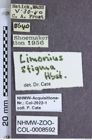 Etiketten zu Gambrinus stigma (NHMW-ZOO-COL-0008592)